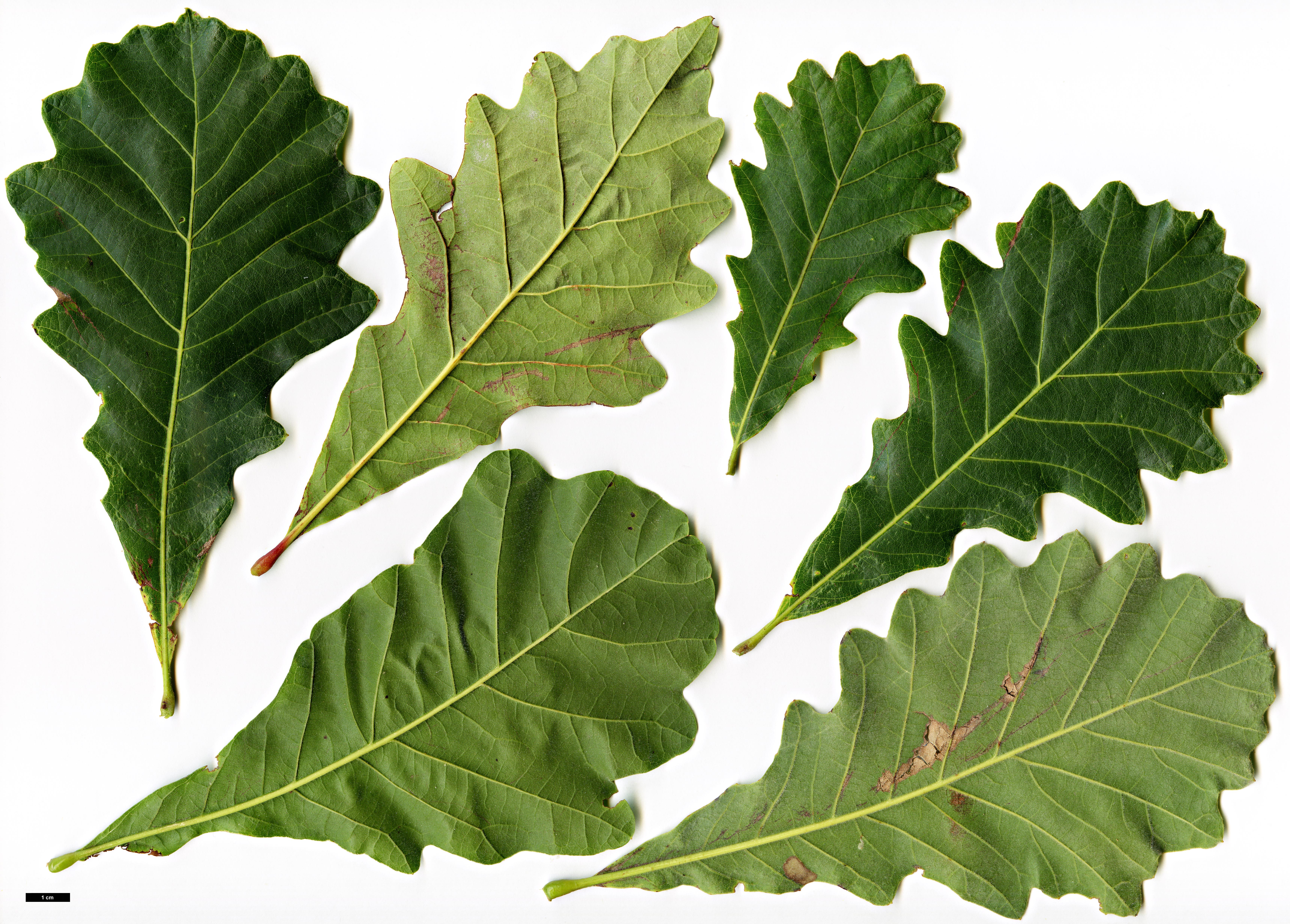 High resolution image: Family: Fagaceae - Genus: Quercus - Taxon: ×humidicola (Q.bicolor × Q.lyrata)